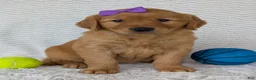 Golden Retriever dogs for sale: Miss Goldie  - Ad 20