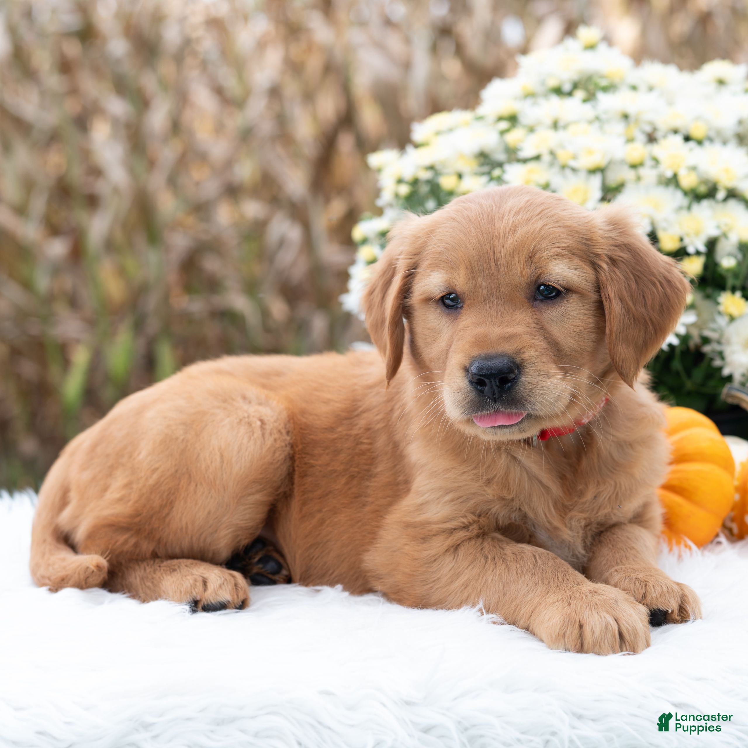 Golden Retriever dogs Grace  - Ad 1