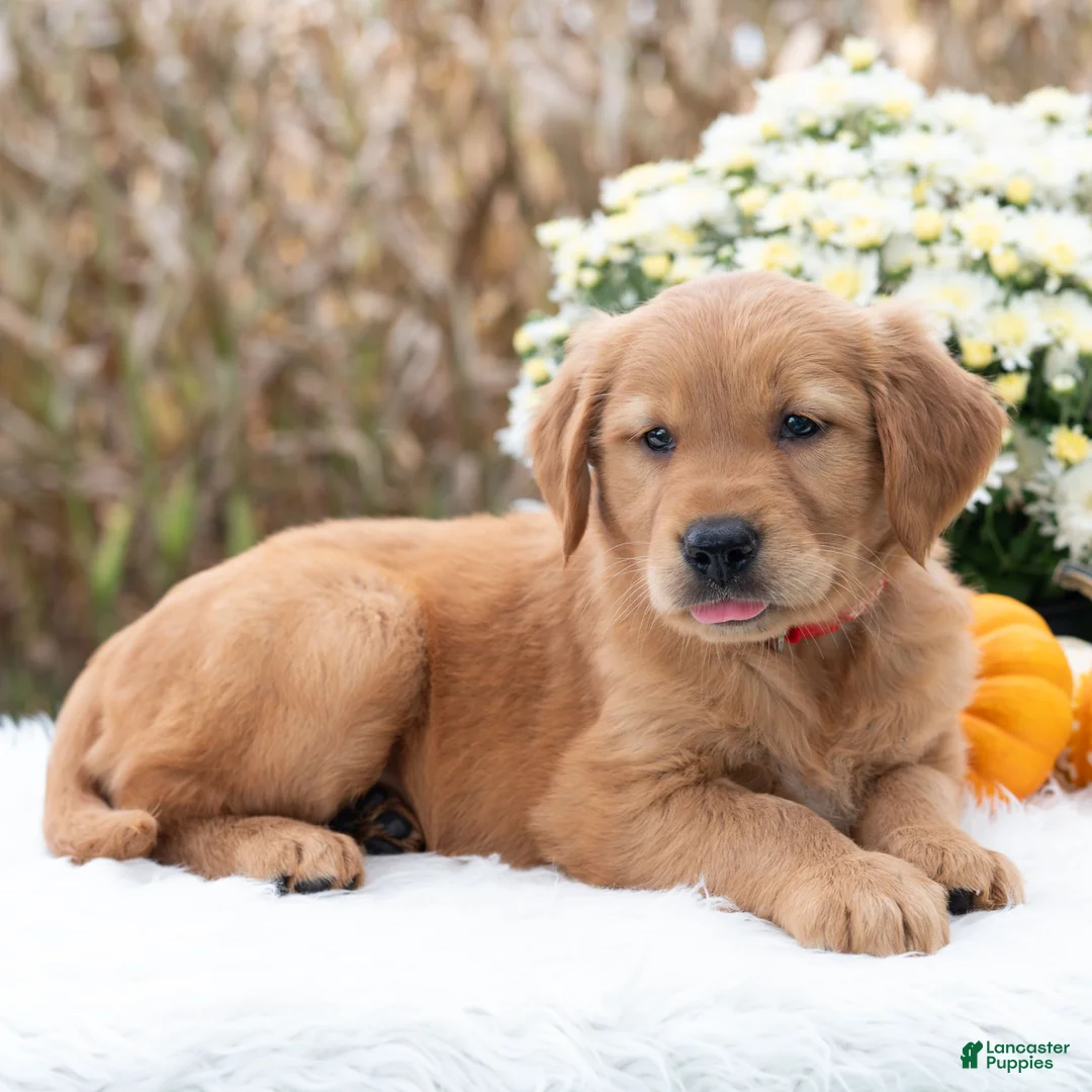 Golden Retriever dogs for sale: Grace  - Ad 1