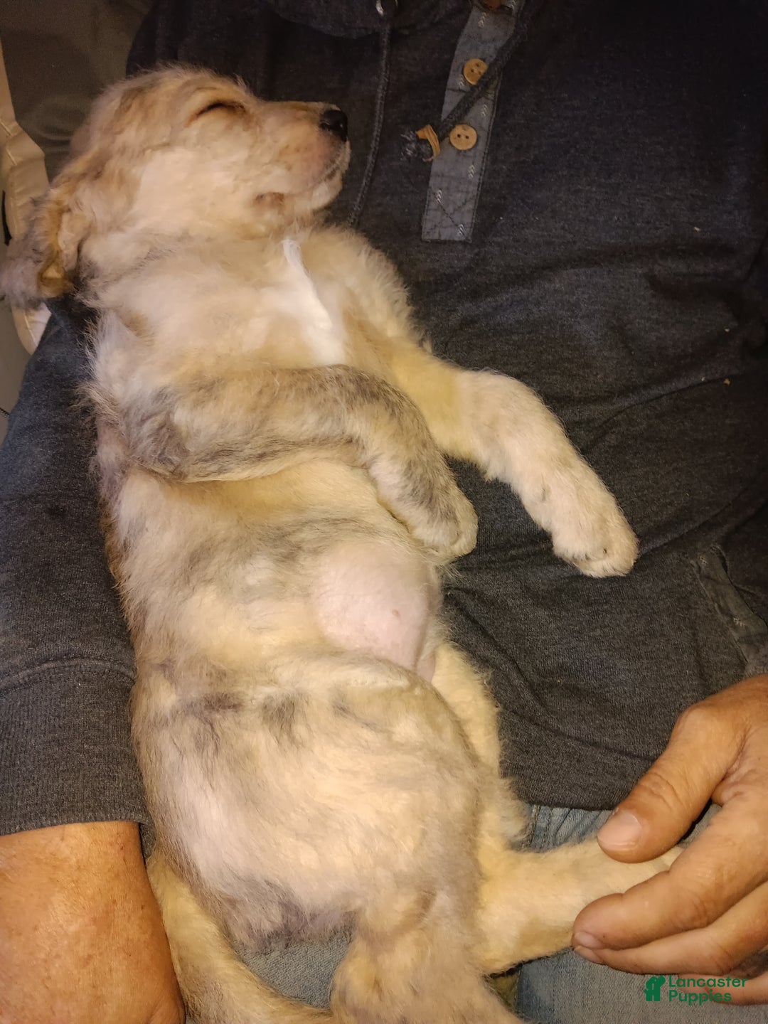 Labradoodle dogs for sale: Creamy mae - Ad 5