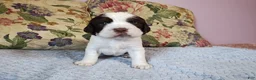 English Springer Spaniel dogs for sale: Larry  - Ad 3