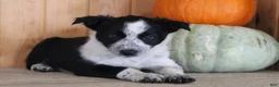 Mixed Breed dogs for sale: Betty - Ad 8