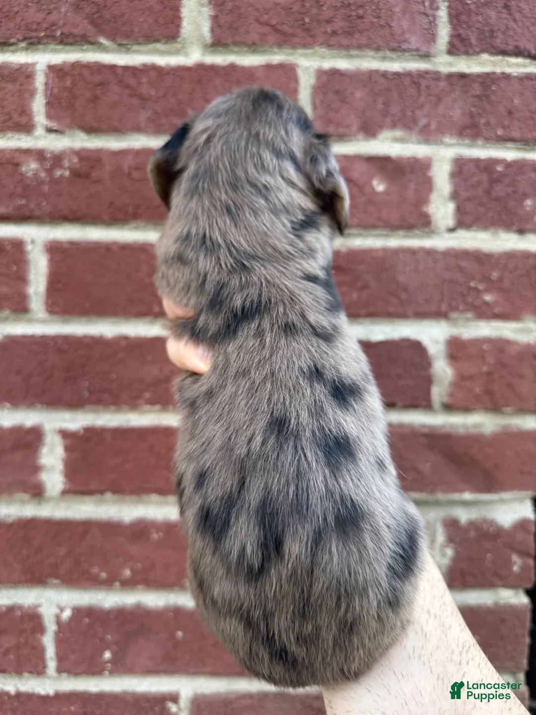 Miniature Dachshund dogs for sale: Amber  - Ad 2