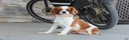 Cavapoo dogs for sale: Hudson - Ad 8
