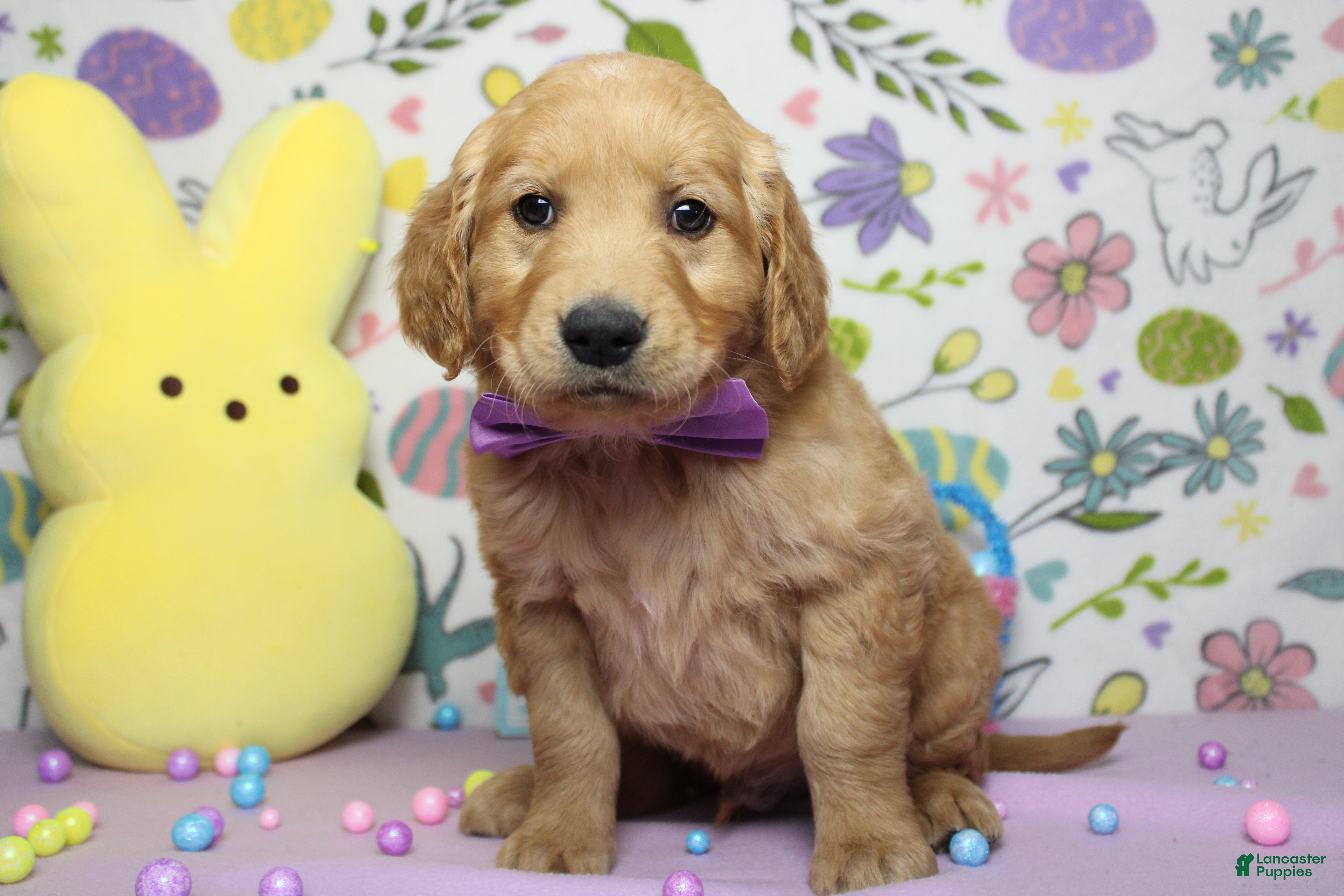 Golden Retriever dogs Benji - Ad 23