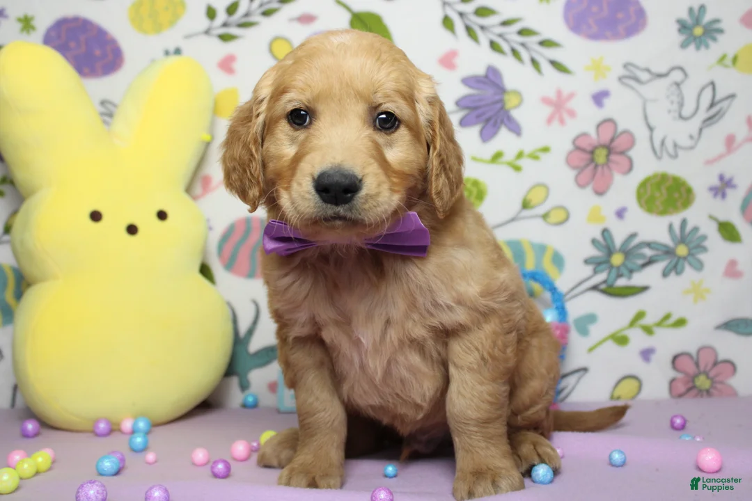 Golden Retriever dogs for sale: Benji - Ad 1