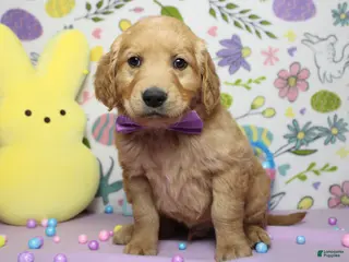 Golden Retriever dogs Benji - Ad 23