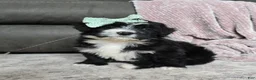 Mini Bernedoodle dogs for sale: Mini Wanda - Ad 9