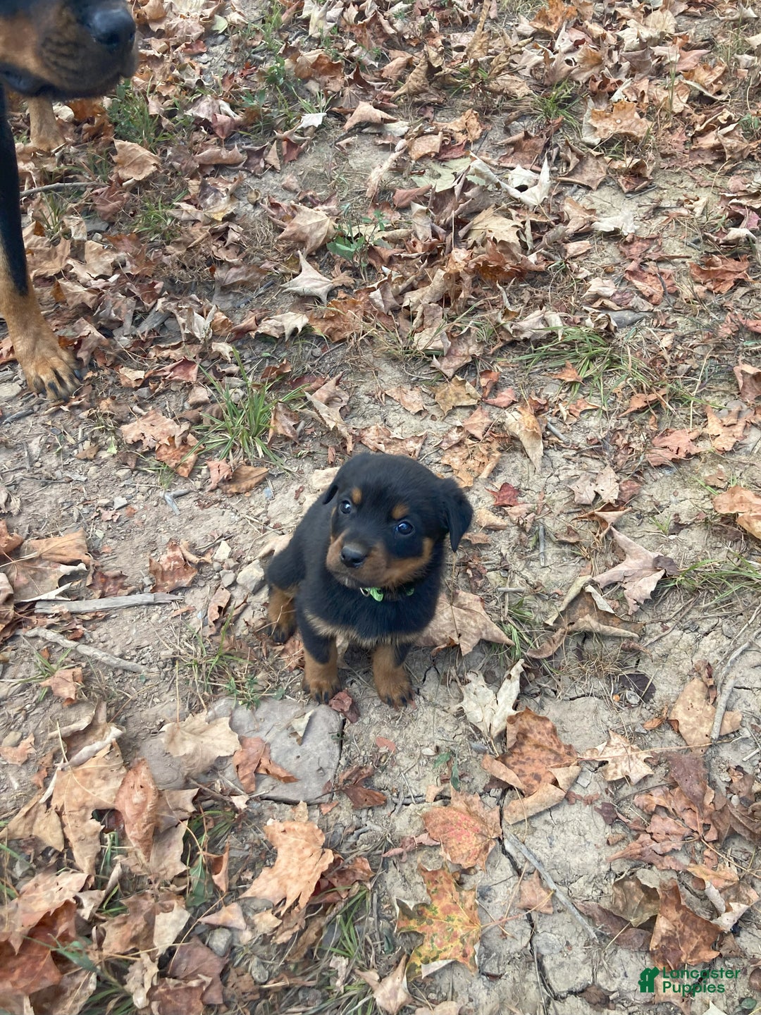 Rottweiler dogs for sale: Holly - Ad 7
