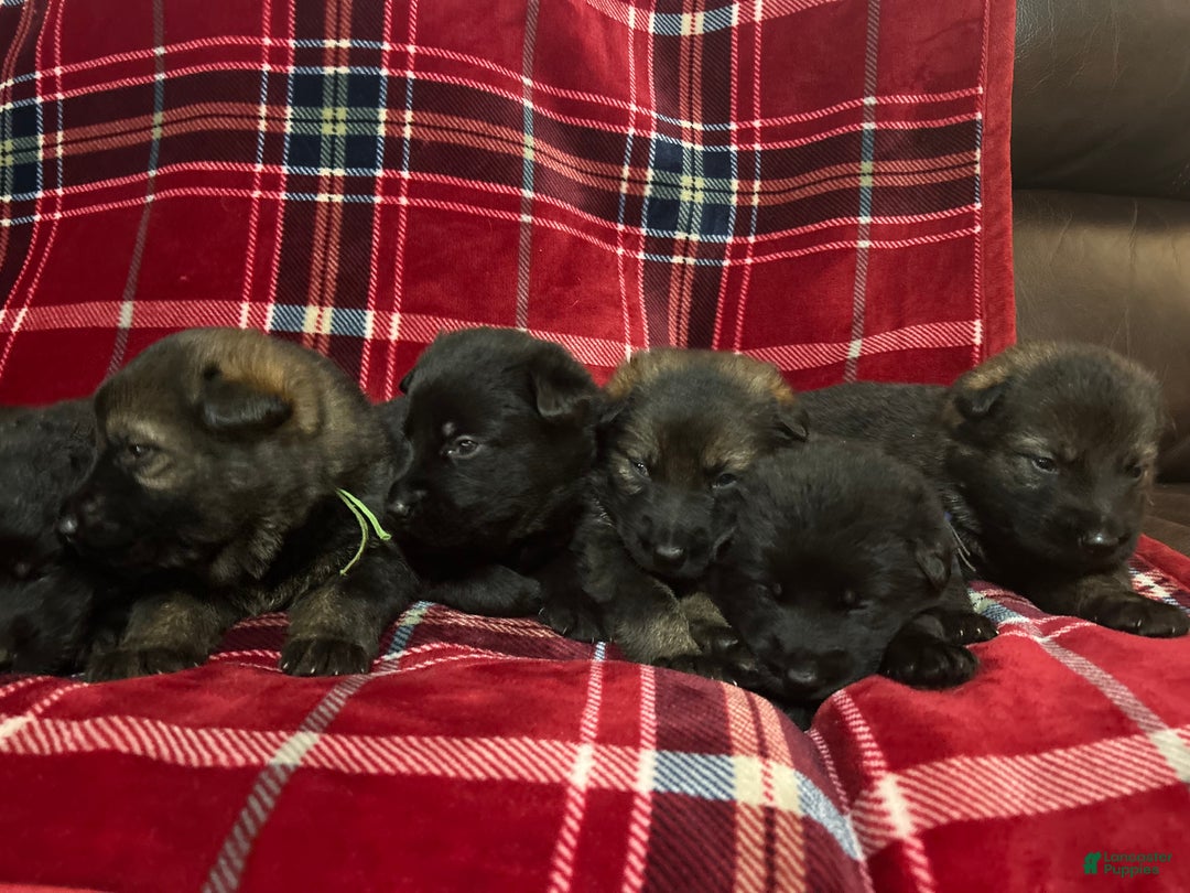 German Shepherd dogs for sale: Cody/ Willow Green - Ad 2