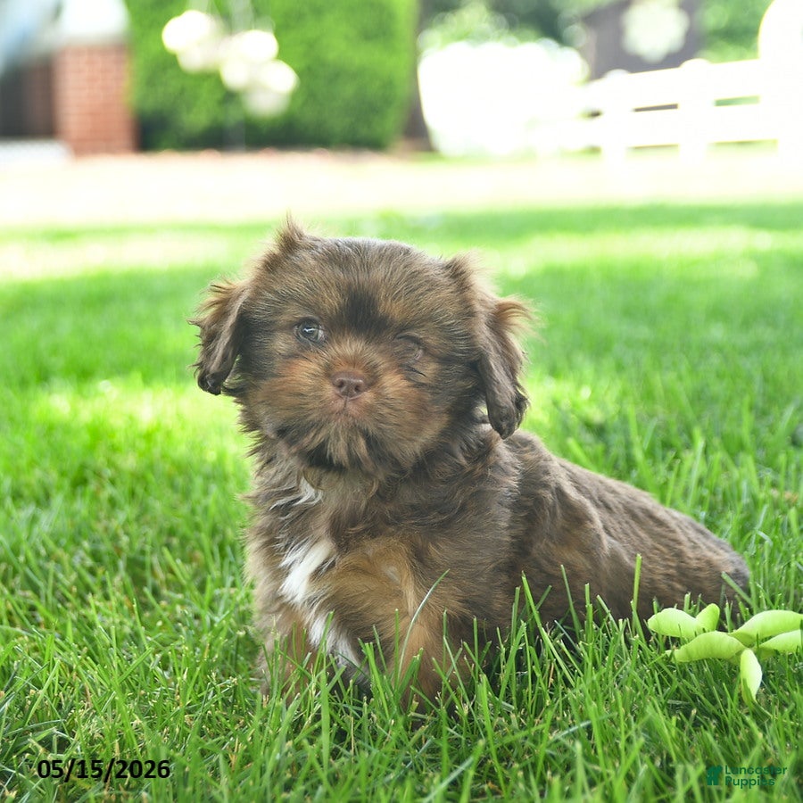 Mixed Breed dogs Shadow  - Ad 2