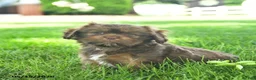 Mixed Breed dogs for sale: Shadow  - Ad 2