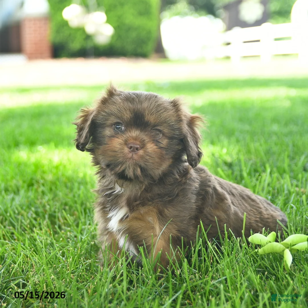 Mixed Breed dogs for sale: Shadow  - Ad 2