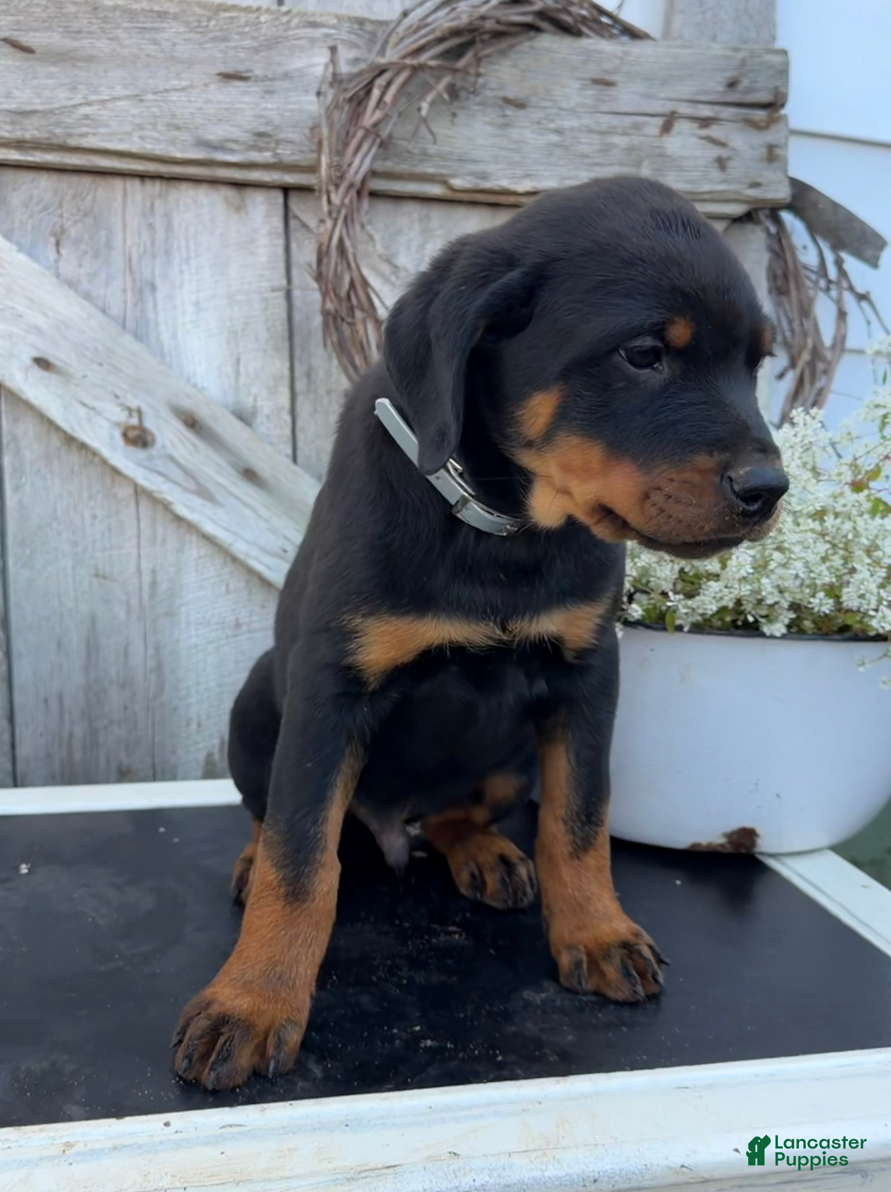 Rottweiler dogs for sale: Bruno  - Ad 2