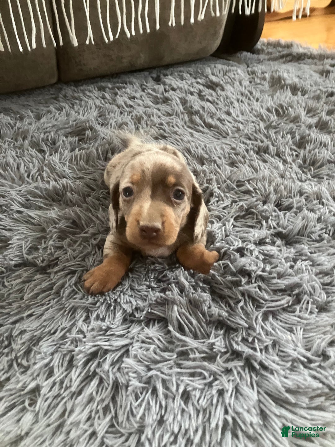 Miniature Dachshund dogs for sale: Akc Lamar - Ad 5