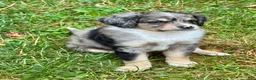 Mini Bernedoodle dogs for sale: Rue - Ad 4