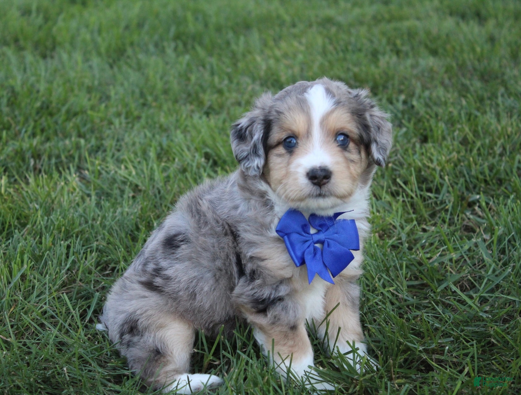Mini Aussiedoodle dogs Kody 💎 - Ad 1