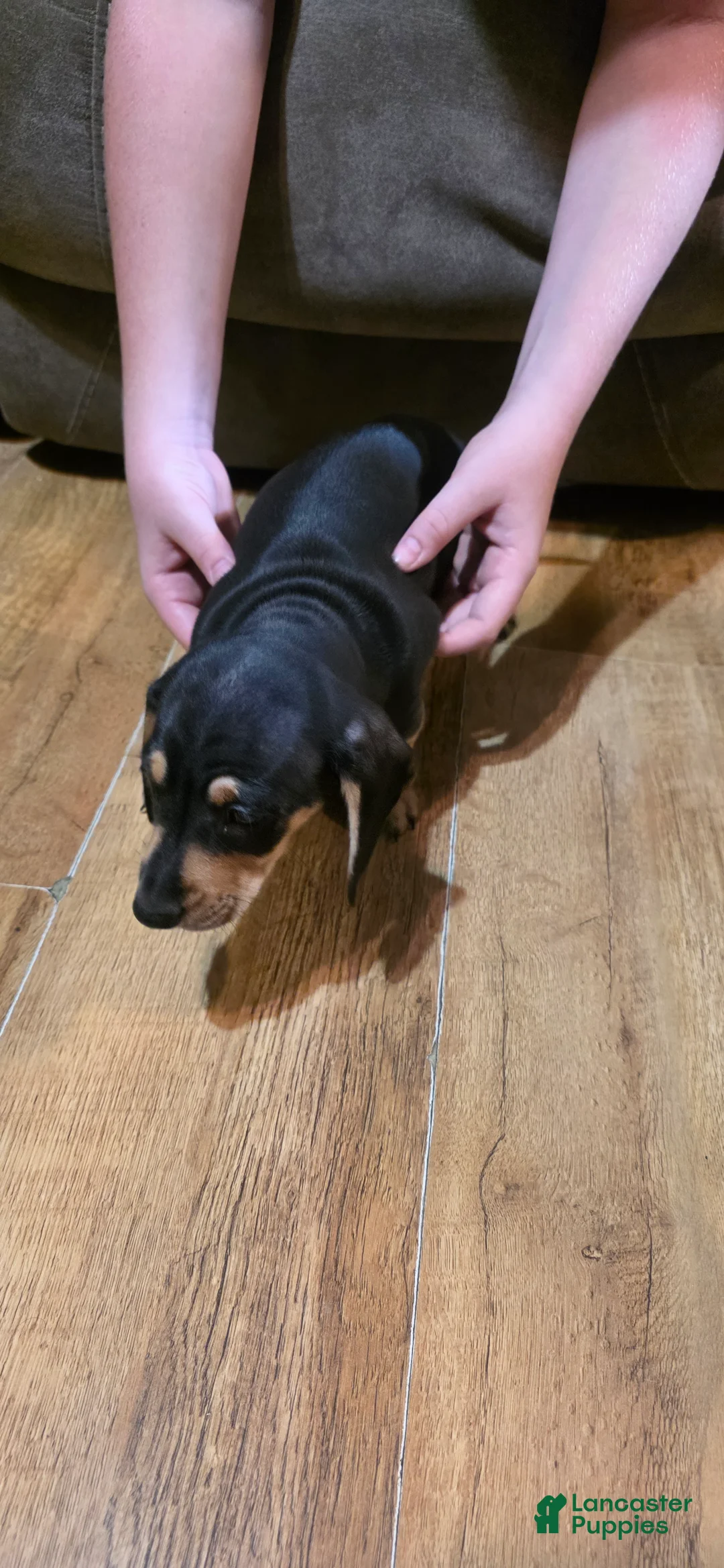 Miniature Dachshund dogs for sale: Miniature Dachshund Puppy 1 - Ad 2