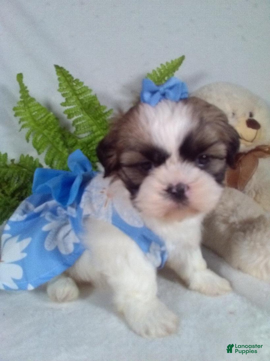 Shih Tzu dogs for sale: Candy - Ad 2