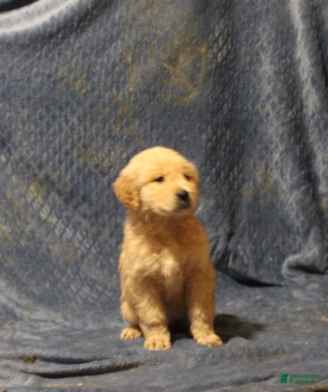 Golden Retriever dogs for sale: Chester - Ad 2