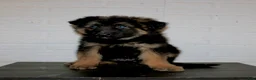 German Shepherd dogs for sale: Teton - Ad 1