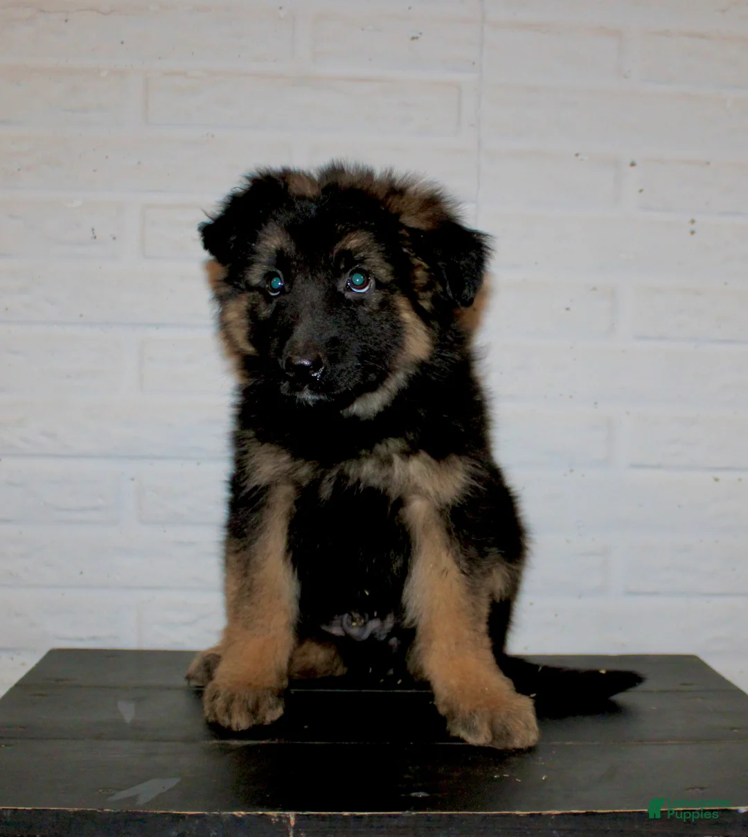 German Shepherd dogs for sale: Teton - Ad 1