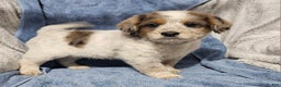 Mixed Breed dogs for sale: Kane - Ad 1