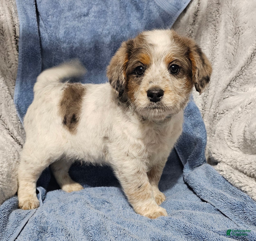 Mixed Breed dogs for sale: Kane - Ad 1