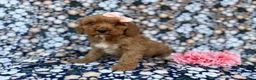 Cavapoo dogs for sale: Mia - Ad 8