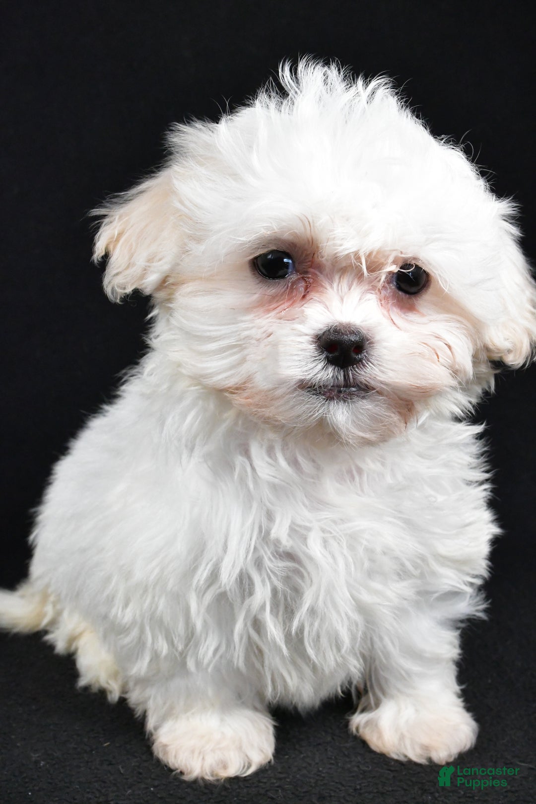 Teddy Bear dogs for sale: Clover - Ad 8