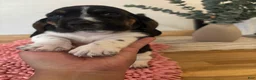 Basset Hound dogs for sale: Basset Hound 5 - Ad 2