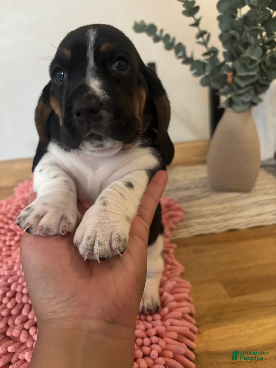 Basset Hound dogs for sale: Basset Hound 5 - Ad 2