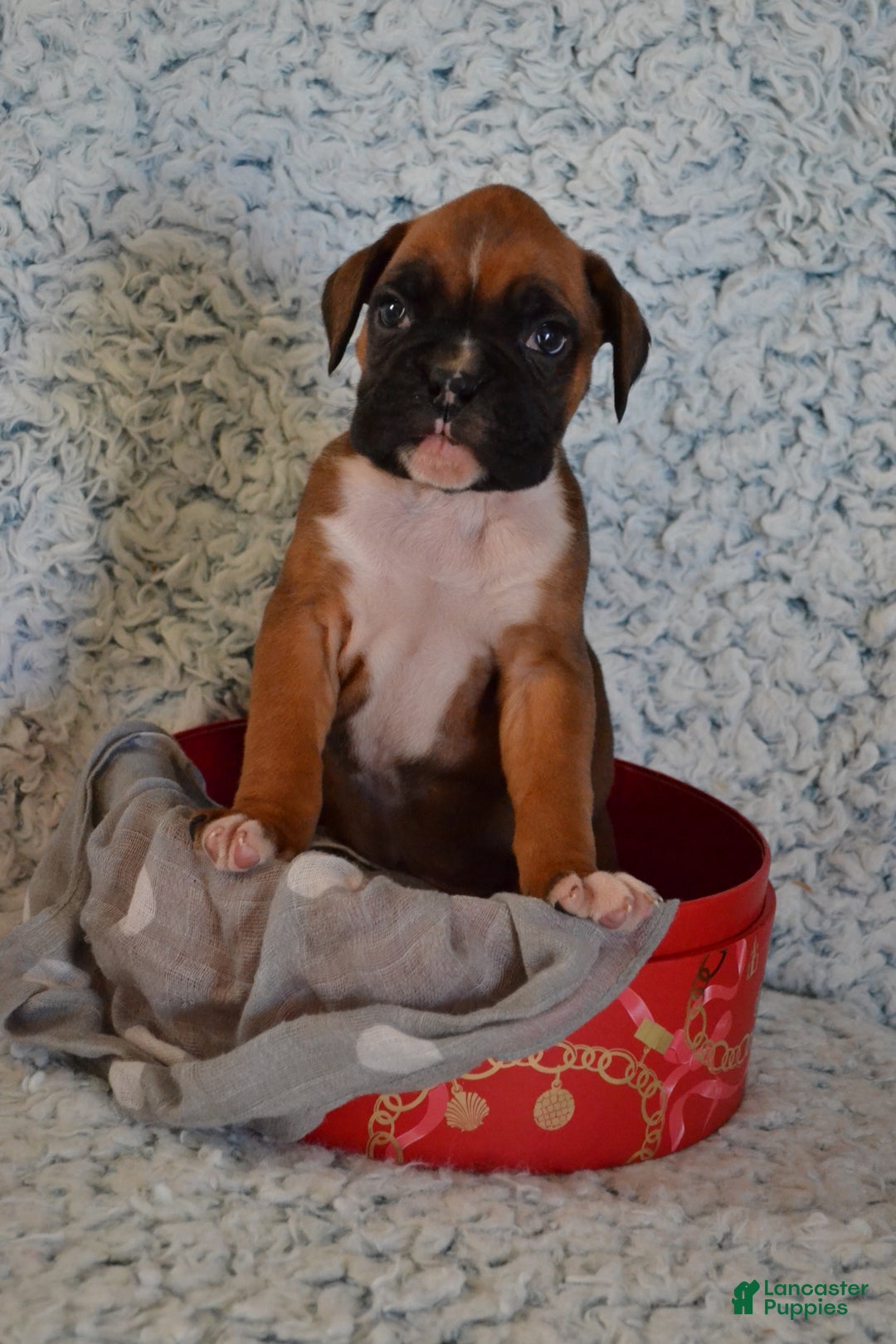 Boxer dogs for sale: Sophie - Ad 5