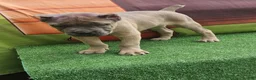 Cane Corso dogs for sale: ZEUS - Ad 2