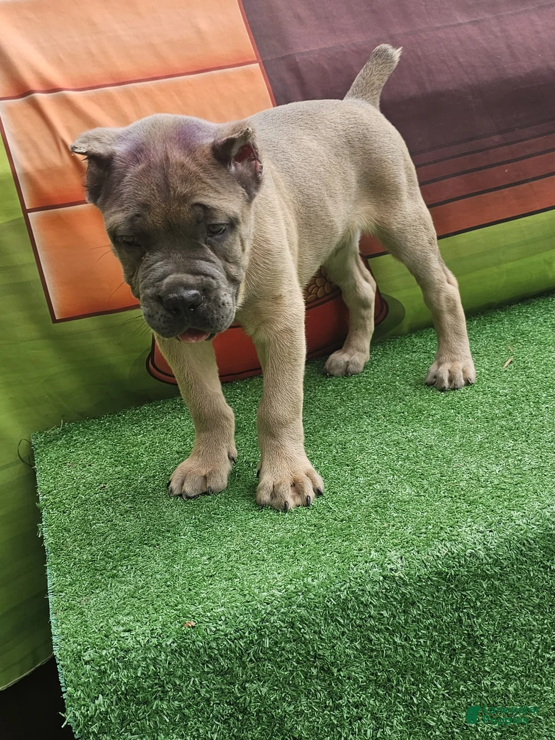 Cane Corso dogs for sale: ZEUS - Ad 2