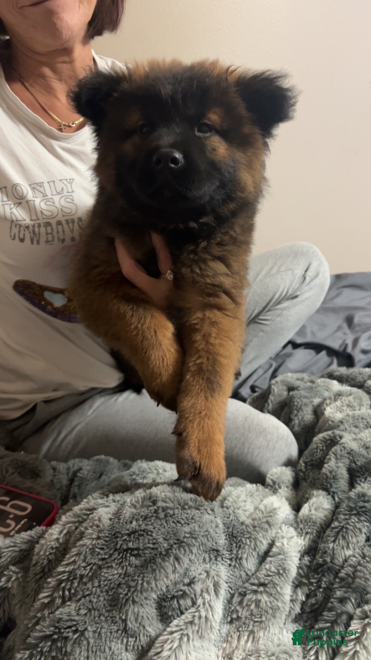 Chow Chow dogs for sale: Baby Bear - Ad 8
