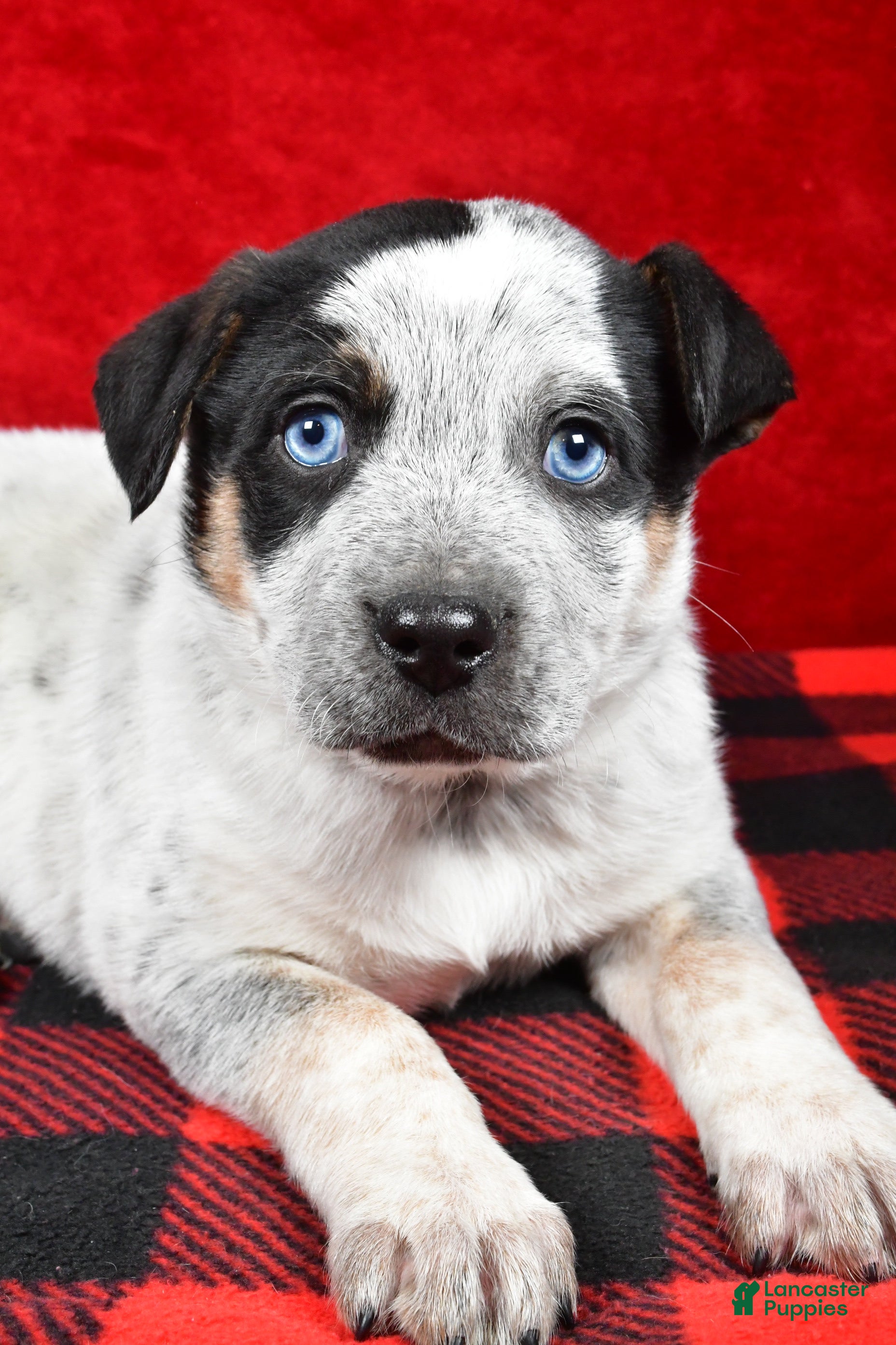 Australian Cattle Dog dogs Diesel - Ad 17