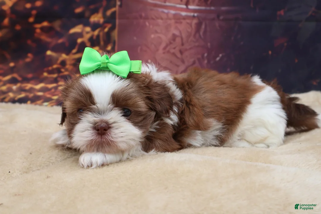 Shih Tzu dogs for sale: Tucker - Ad 4