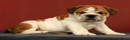 English Bulldog dogs for sale: Captain - Ad 8