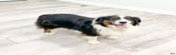 Australian Shepherd dogs for sale: Gracie - Ad 6