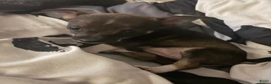 Harlequin 