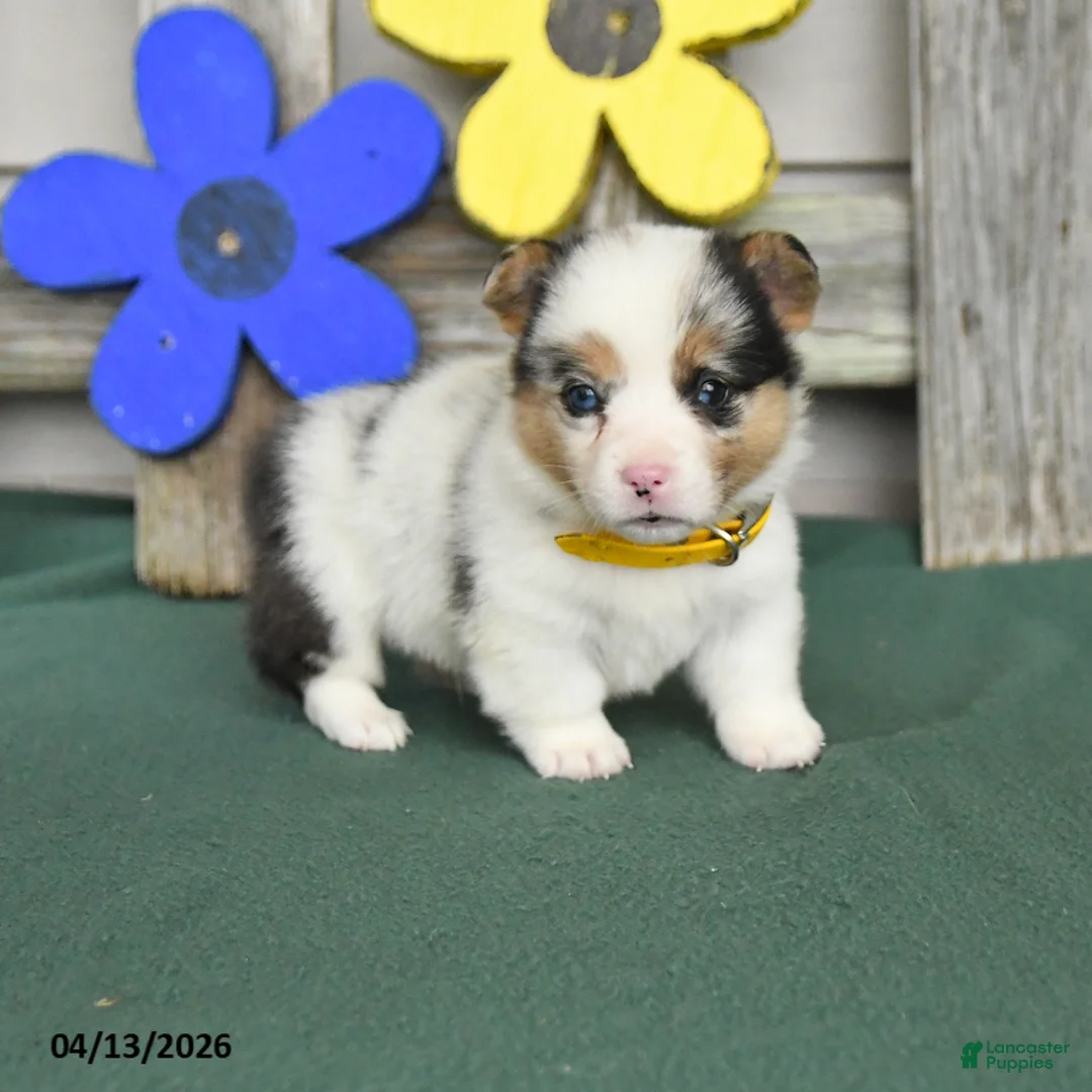 Welsh Corgi Pembroke dogs for sale: Bentley - Ad 1