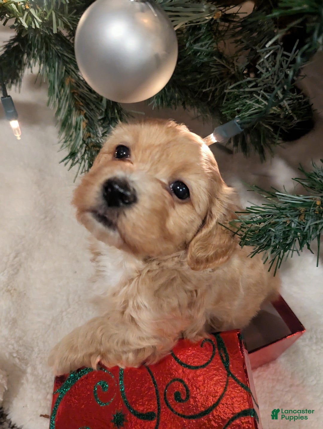 Mixed Breed dogs for sale: Cosmo - Ad 3