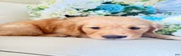 Golden Retriever dogs for sale: Golden Retriever 1 - Ad 4