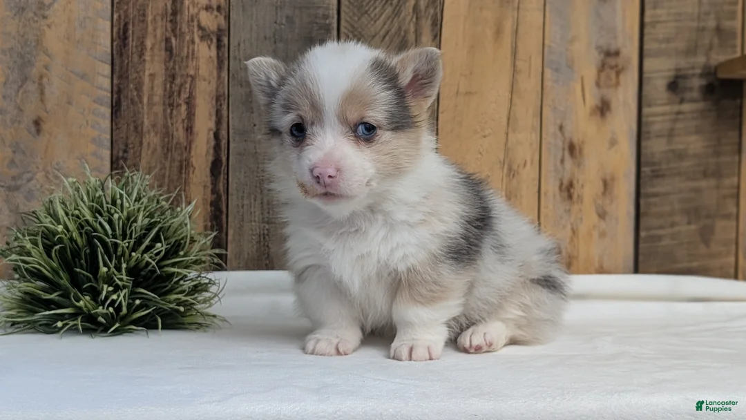 Welsh Corgi Pembroke dogs for sale: Falcon - Ad 8
