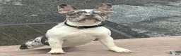 French Bulldog dogs for sale: Diamond - Ad 2