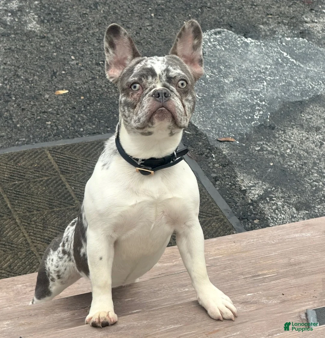 French Bulldog dogs for sale: Diamond - Ad 2