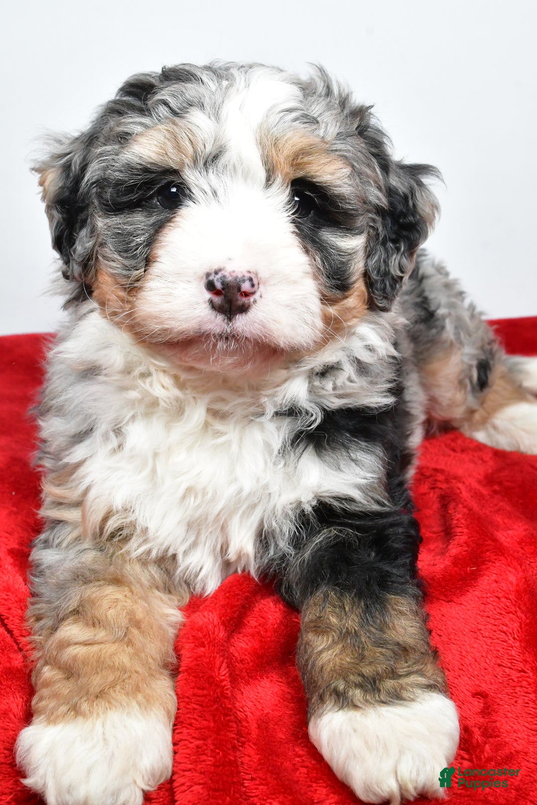 Mini Bernedoodle dogs for sale: Lacey - Ad 3