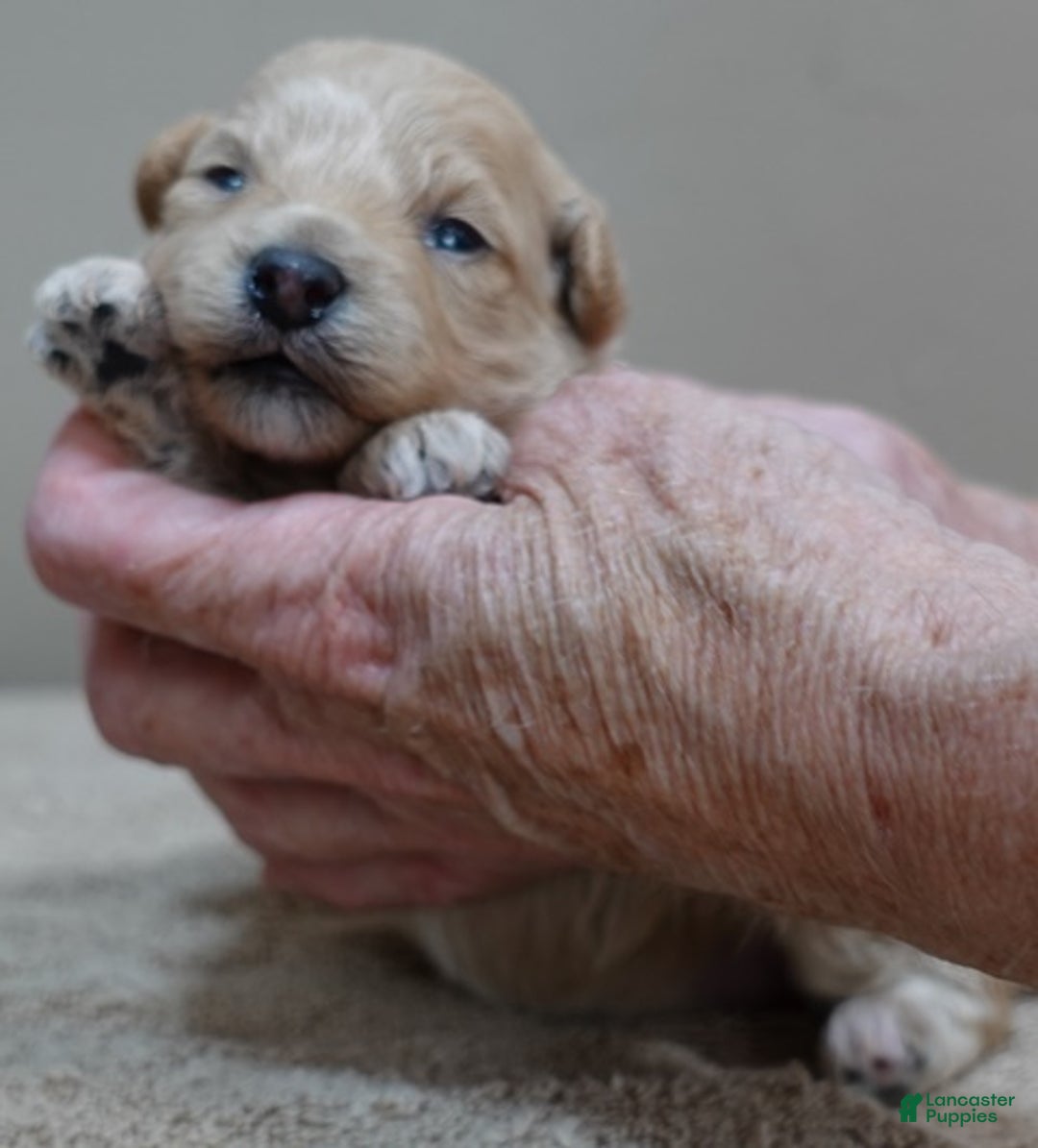 Toy Poodle dogs for sale: Ellie shimmering champagne - Ad 8