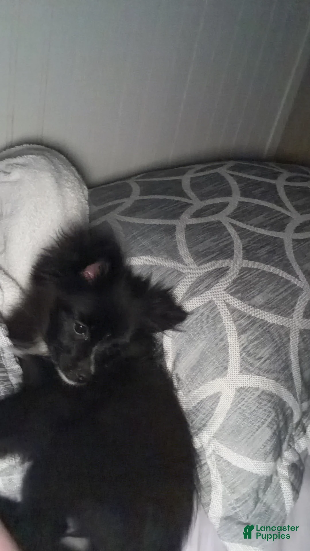 Pomeranian dogs for sale: Pomeranian 1 - Ad 1